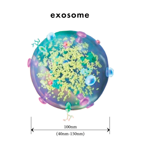 Exosomes are extracellular vesicles
